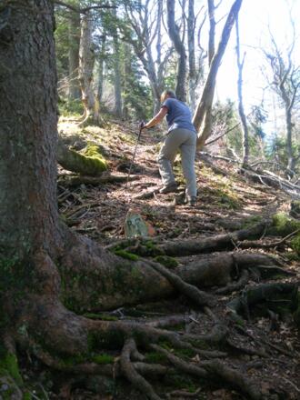 wurzeliger Steilanstieg