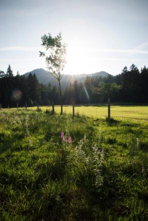 Blick aufs Auracher Köpferl