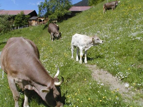 Original Braunvieh
