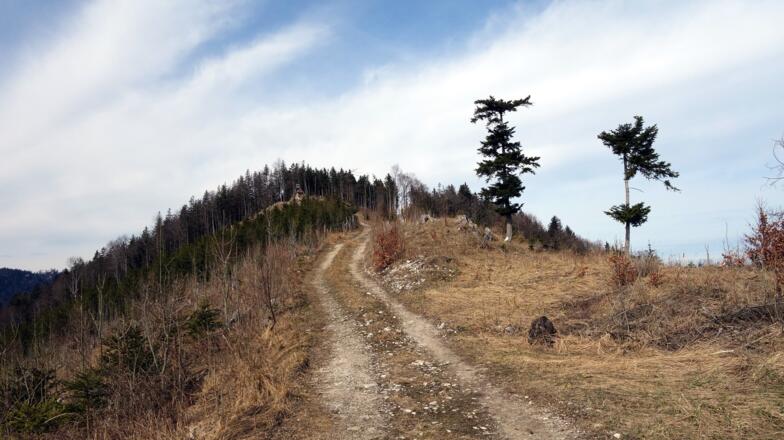 Von Wegekreuzung am Forstweg Richtung Schabenreitnerstein
