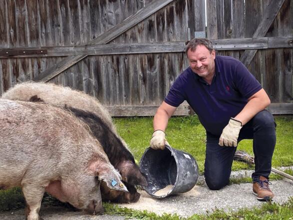 Wollschweine bei der Fütterung