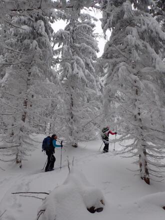 Schön verschneiter Wald