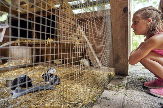 Tiererlebnispfad Brand (c) Alex Kaiser - Alpenregi