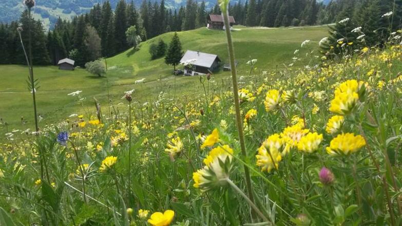 Maisäß Blumenwiese