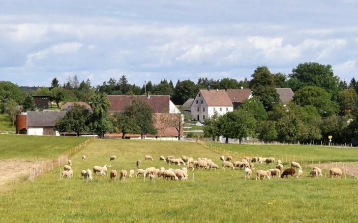 Klingenhof