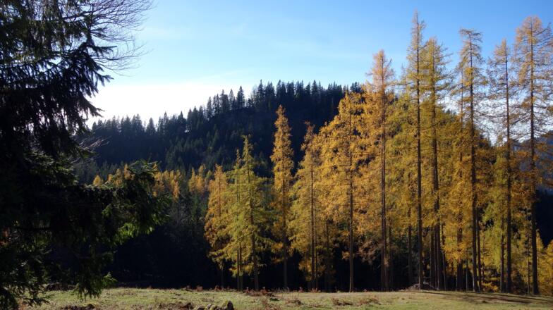 Rückblick zur Hoheneck Nordseite ~1682m