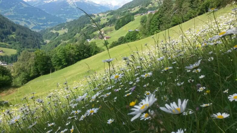 Frühling -Sommer Wiese am Sallerhof