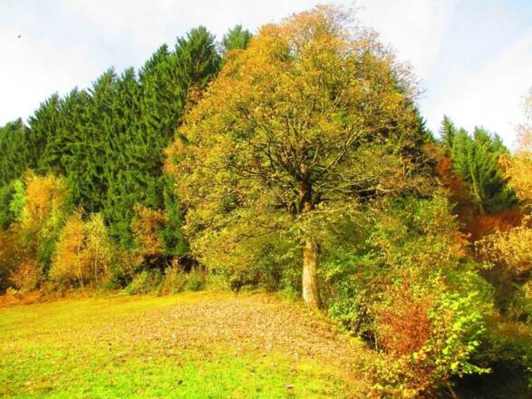 Herbst Ahornbaum bzw. Waldbaden