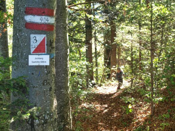 Jochberg - ein Gipfel mitten im Wald