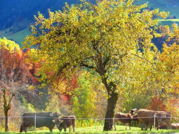 Herbsttage am Sallerhof