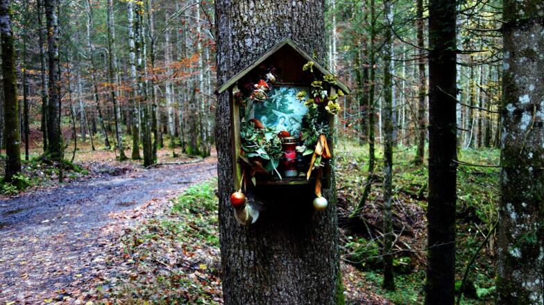 Einstieg hier in den Wald