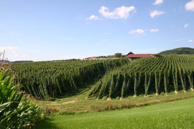Hopfenfeld