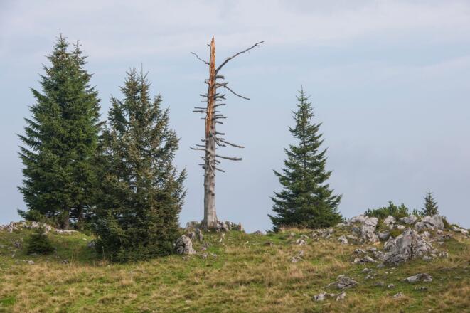 Bäume