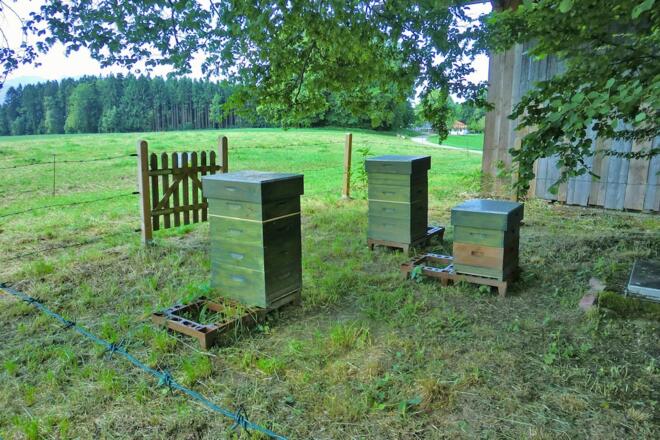 Station 11: Bienenlehrstand