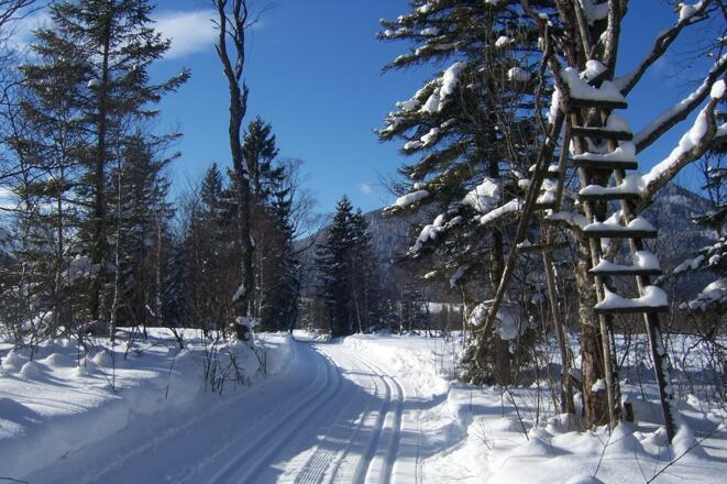 Inzell/Chiemgau: Die Filzenrunde für den Langläufer durch das Inzeller Moorgebiet.