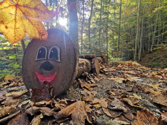 Geisterwald im Herbst