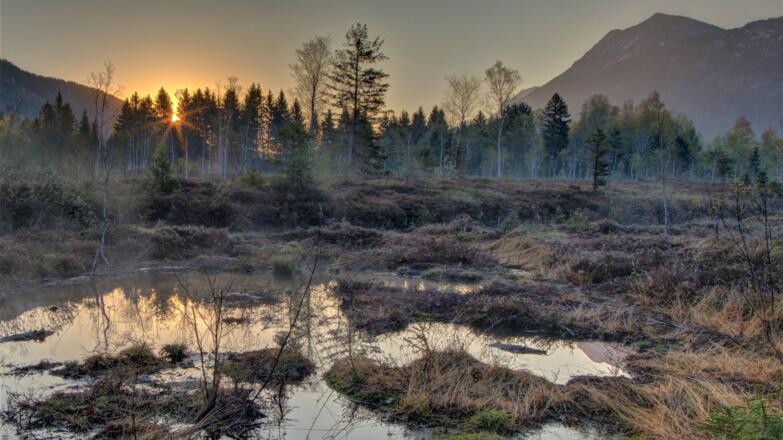 Lebensraum Hochmoor - geheimnisvolle Schönheit der Inzeller Filzen