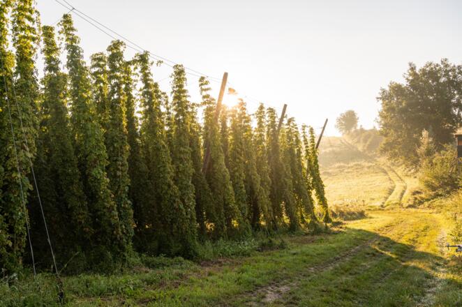 Wasserradlwege Hopfenschleife