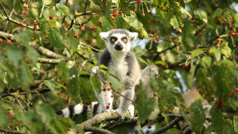 Zoo Salzburg - Katta