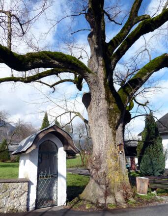 Am Weg nach Oberalm steht die 250 Jahre alte Sommerlinde beim Pröllhofgut.