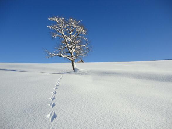 Spuren im Schnee