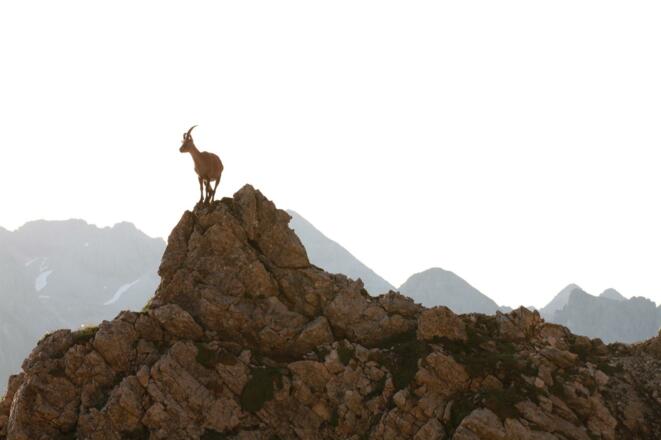 Kleinwalsertal Steinbock Frank Drechsel_169