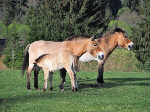 Przewalskipferde im Nationalparkzentrum Falkenstein