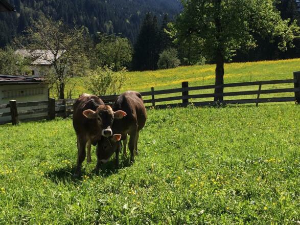 Kälbchen auf der Weide