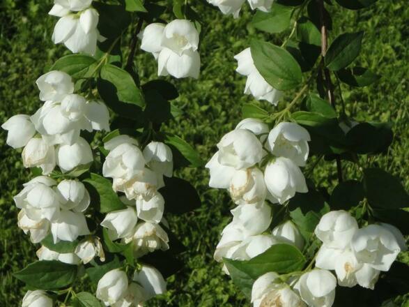 Sommer der Jasmin blüht
