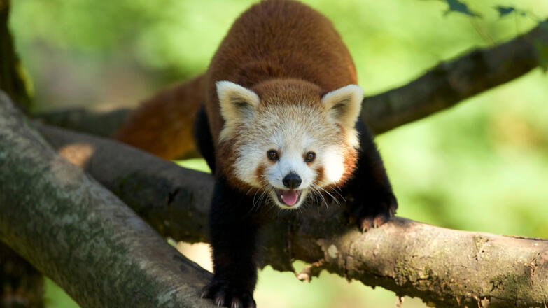 Zoo Salzburg - Roter Panda