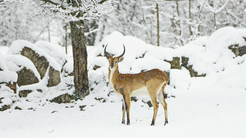 Zoo Hellbrunn in Salzburg