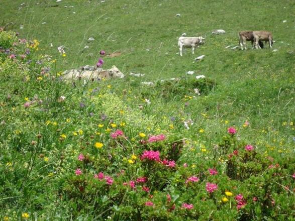 Unser Vieh beim Spullersee