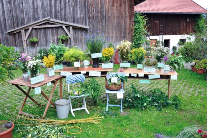 heimische Kräuter