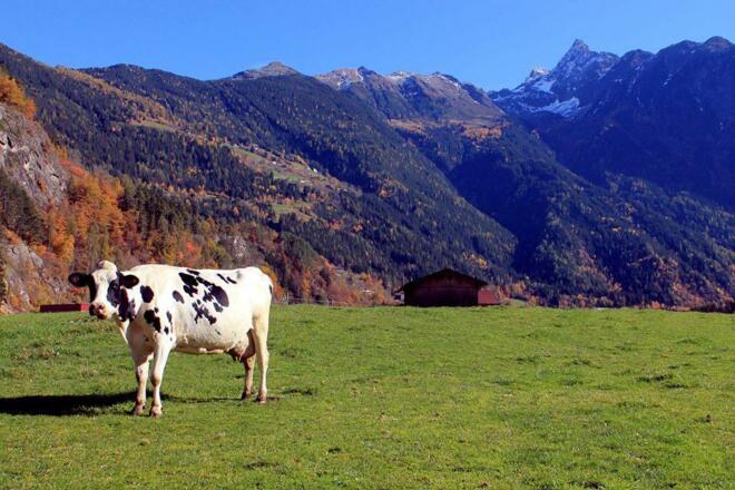 Urlaub am Bauernhof 2