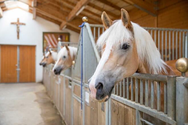 Haflingerpferde im Stall
