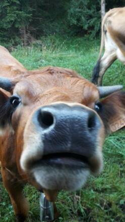 neugierige Kühe hinter unserem Haus