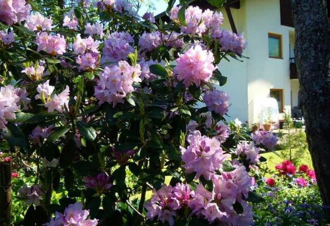 Appartements Vilsalp Rhododendronblüte