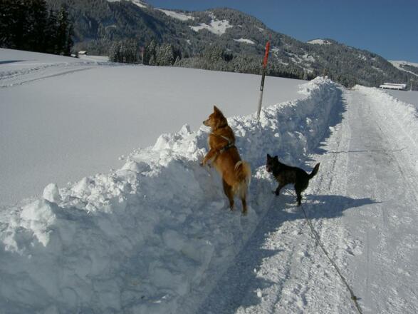 Zufrieden im Schnee und neugierig die