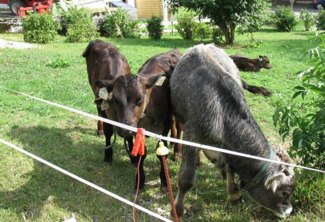 Kälbchen im Garten