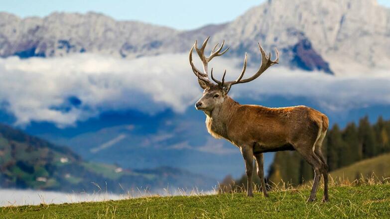 Wildpark Aurach