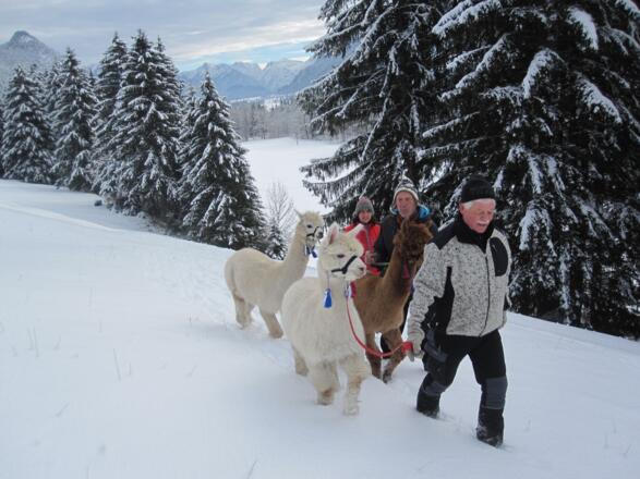 Alpaka Wanderung im Winter