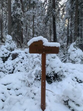 Lärchwald Richtung Eibsee