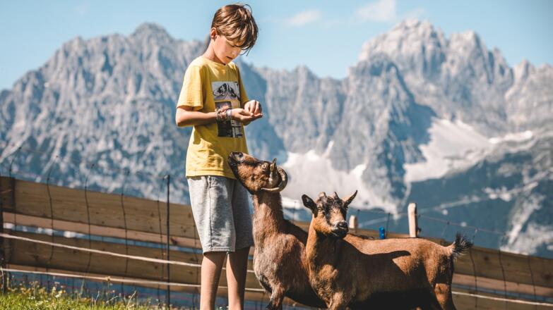 Streichelzoo am Astberg in traumhafter Kulisse