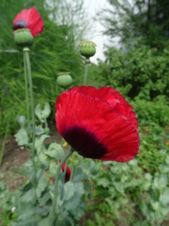 Mohn