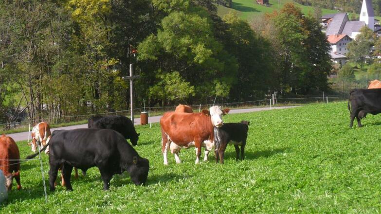 Ferienhof Brügga-Unsere Kühe
