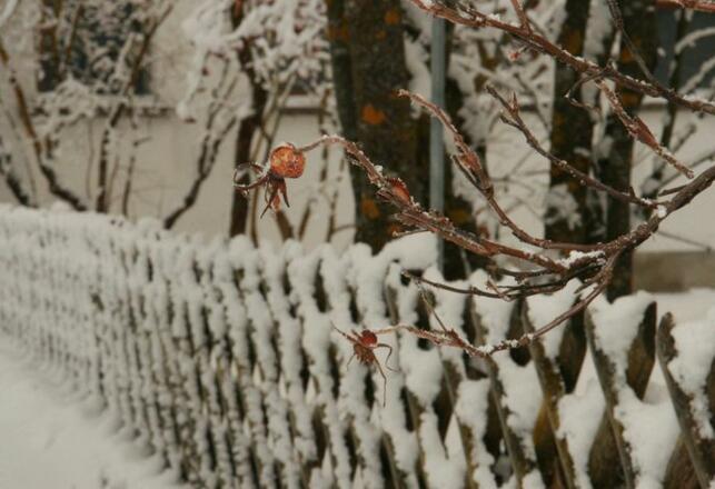 Wintergarten im Edelweiss