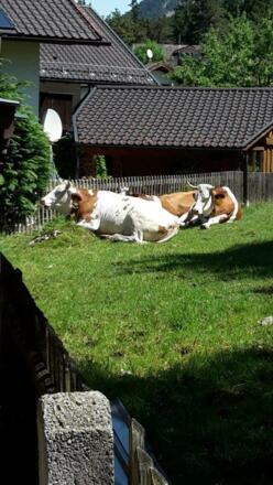 Frühjahr und Herbst Kühe hinter dem Haus