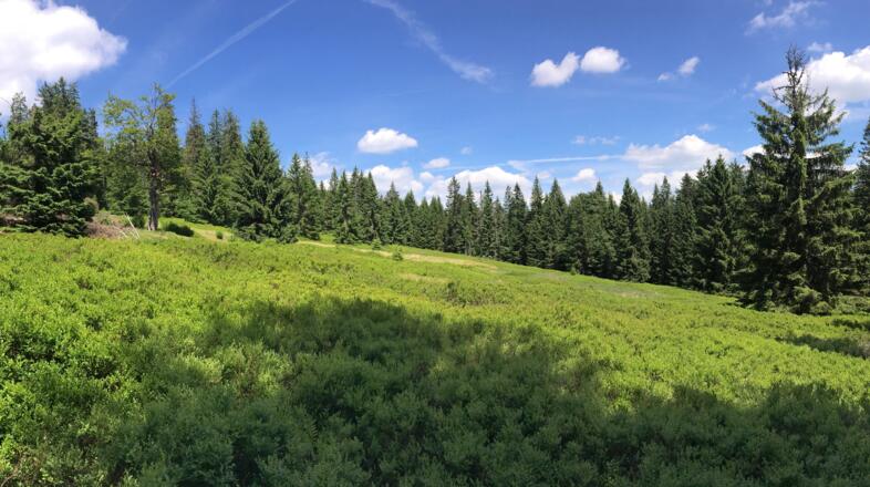 Sulzschachten