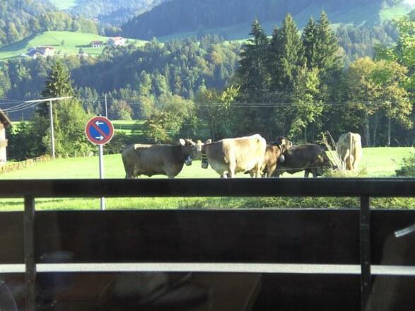 Zeitweise volles Allgäufeeling