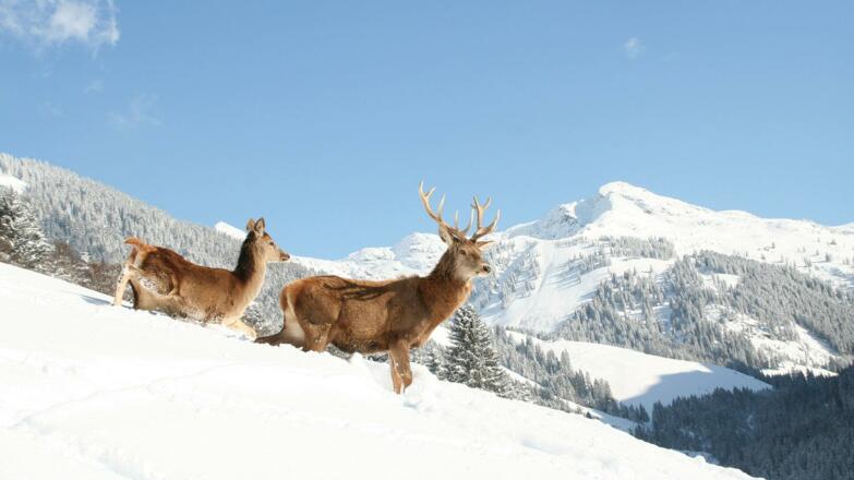 Wildpark Aurach